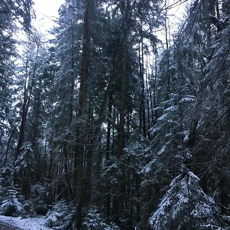 Seelenbaumlerin Schliersee
